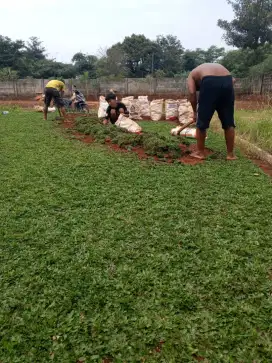 Jual rumput gajah mini hijau