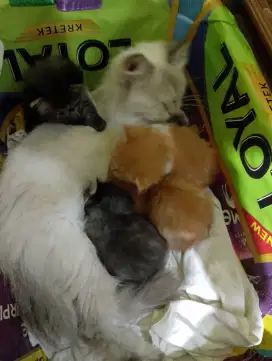 Anak kucing indukan himalaya
