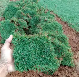 Rumput golf - rumput golf taman