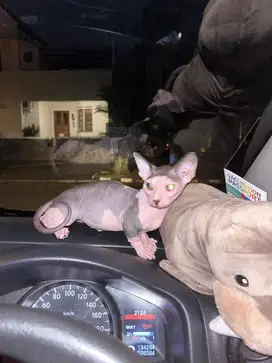 Indukan sphynx Bambino