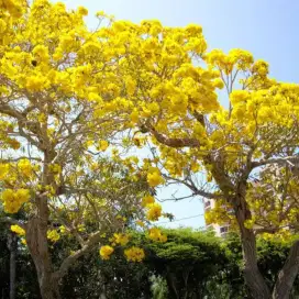 Tanaman hias tabebuya kuning 2-3 meter jasa dekorasi taman rumah