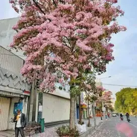 Tanaman hias tabebuya pink 1-3 meter terima jasa dekorasi halaman