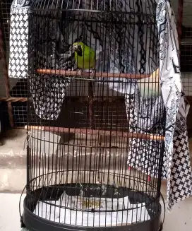 Burung cucak bahan