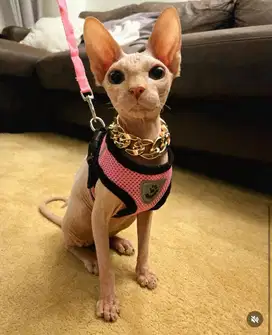 Kucing Sphynx 8 Bulan