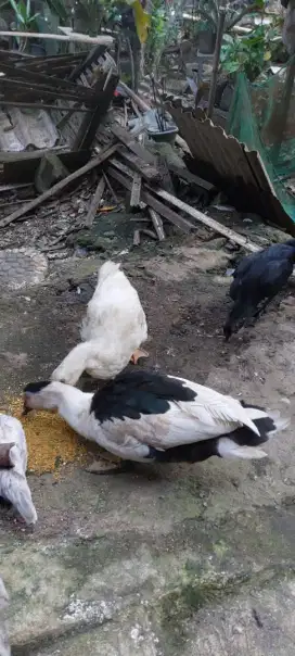 Sepasang bebek peking pedaging betina&bebek entok rambon manila jantan