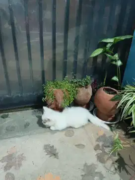 Kitten munchkin