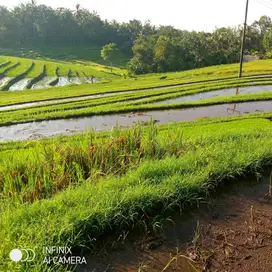 jual tanah bengkel selemadeg tabanan 29are