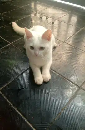 Anakan kucing mix bsh