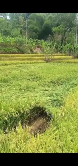 Sawah subur dan kebun dekat jalan mobil