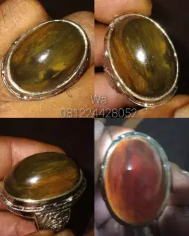 Fosil Galih Kelor Serat Emas