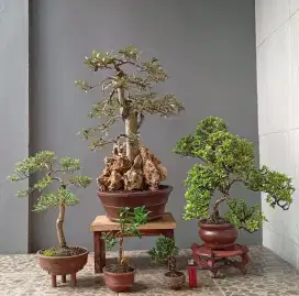 Bonsai hias siap pajang ada 5 pot