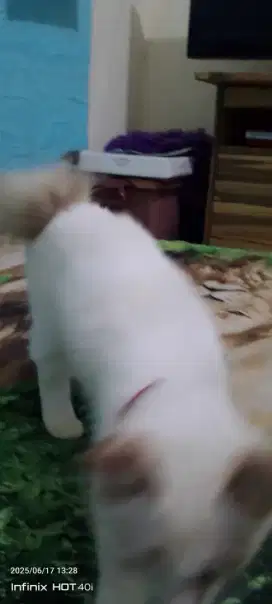 Kucing kitten Himalaya blue eyes