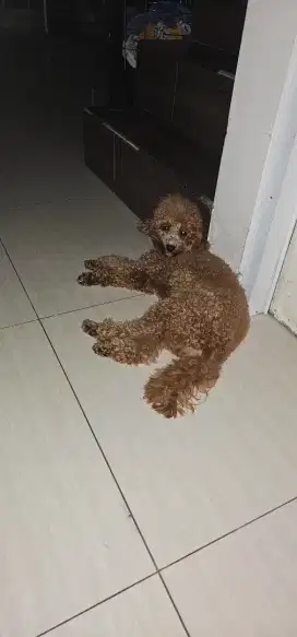 Dijual poodle betina 1 tahun setengah