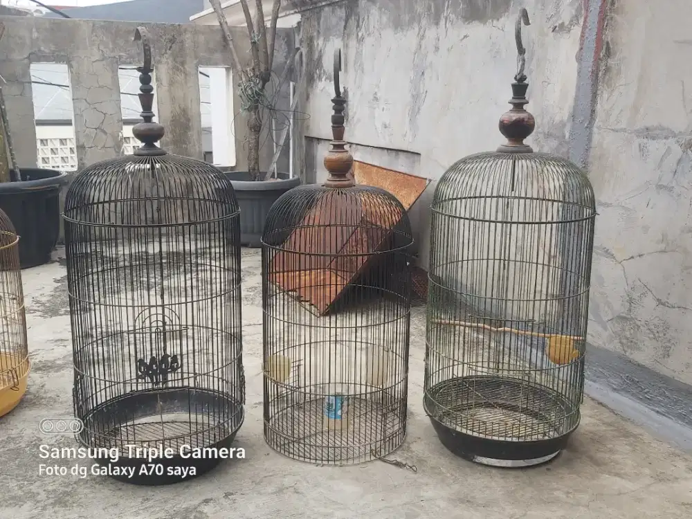 Sangakar bulat love bird