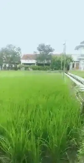 Tanah sawah subur