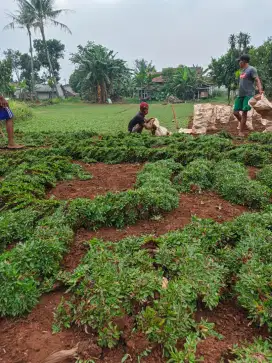 Jual rumput gajah mini
