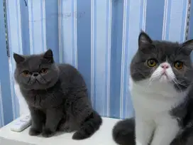 Kucing peaknose betina blue dan jantan bicolor blue