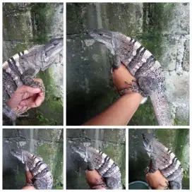 Iguana similis jantan 70cm
