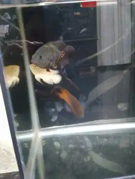 Ikan Oscar angkut semua