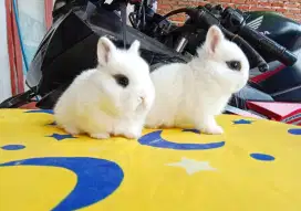 Peternak kelinci mini