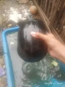 Kura2 Ambon  borong an