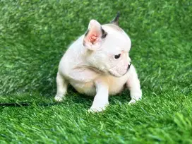 French bulldog betina