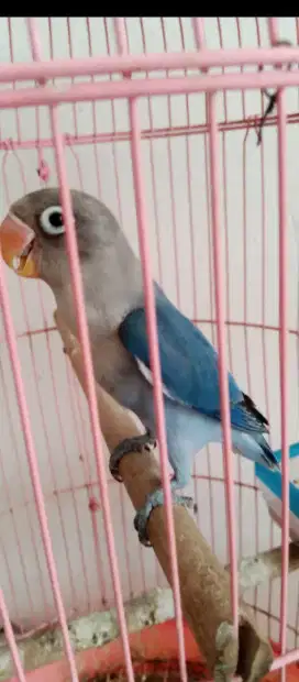 Burung Lovebird