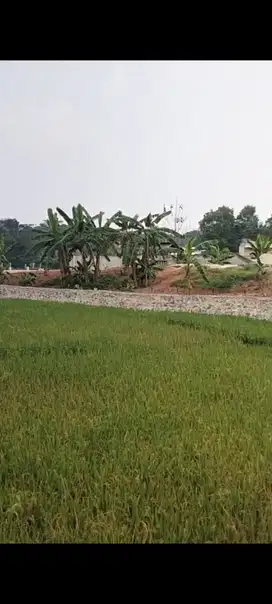 TANAH DAN SAWAH POSISI STRATEGIS DI PARUNG PANJANG