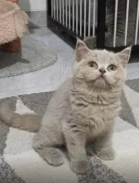 Kucing british shorthair bsh british short hair ped
