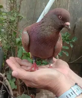 JUAL BURUNG MERPATI