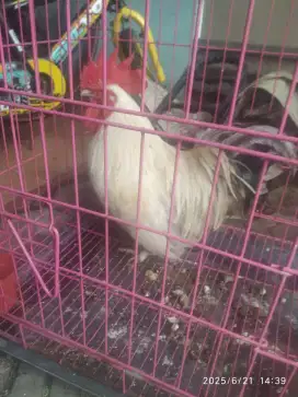 Ayam Kate jantan