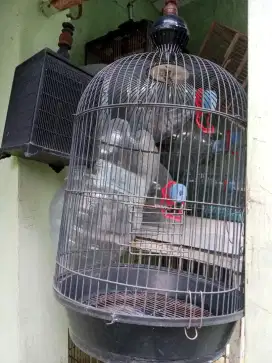 Kandang Lovebird + kandang kayu 1 + 1kandang jebakan