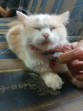 Lepas Adopsi Kucing Persia Betina