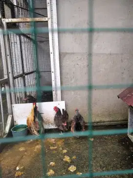 Ayam kate.3 ekor jantan 1.betina 2.