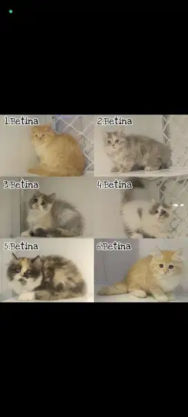 kucing kitten himalaya anggora persia ragdoll mainecoon munchkin