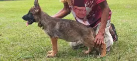 Anjing Herder Cucu Import