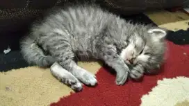 Anak kucing persia