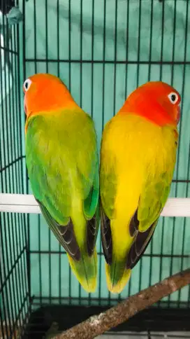 Sepasang Lovebird Biola Ewing Green x Biola Green