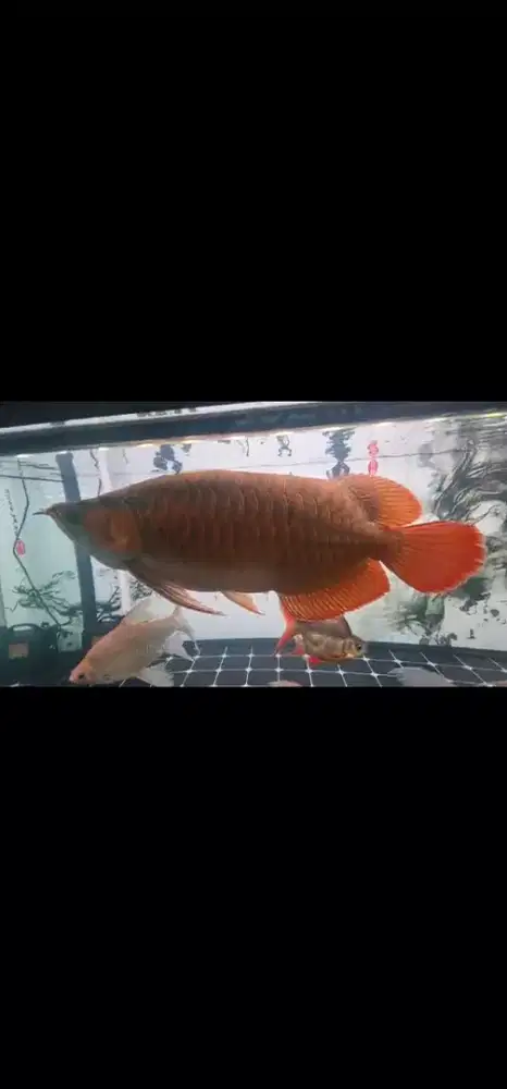 Arwana SR Spek Short Body  merah merona alami size 30 cm