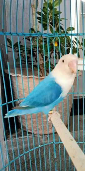 Lovebird Biola Blue/Vio