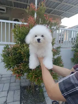 Jual Tiny Bichon Frise Jantan Cucu Import Korea