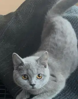 Kucing british shorthair betina bsh british short hair