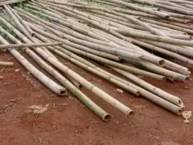 BAMBU APUS ukuran 6 sampai 8 meter