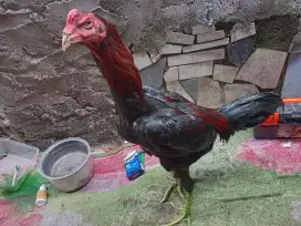 Ayam Bangkok x mangon