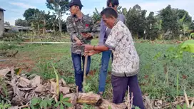 Kavling Gn.Sindur Bogor sejuk, hanya 1jt-an