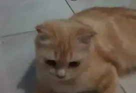 Lepas adopsi kucing persia