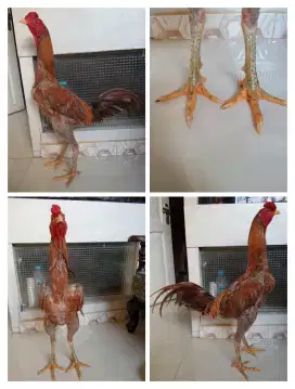 Ayam Mangon ukuran 5 bahu sak mek
