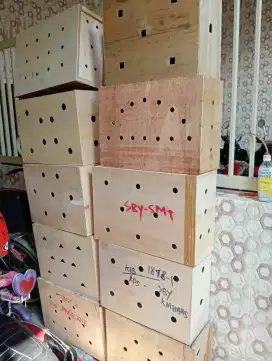 Box untuk pengiriman ayam luar kota