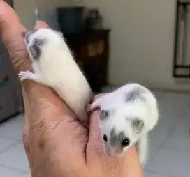 african pygmy dormice snow