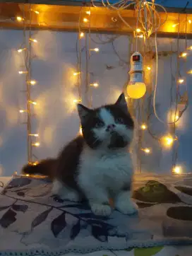 Kitten munchkin Jantan umur 2,5 bulan